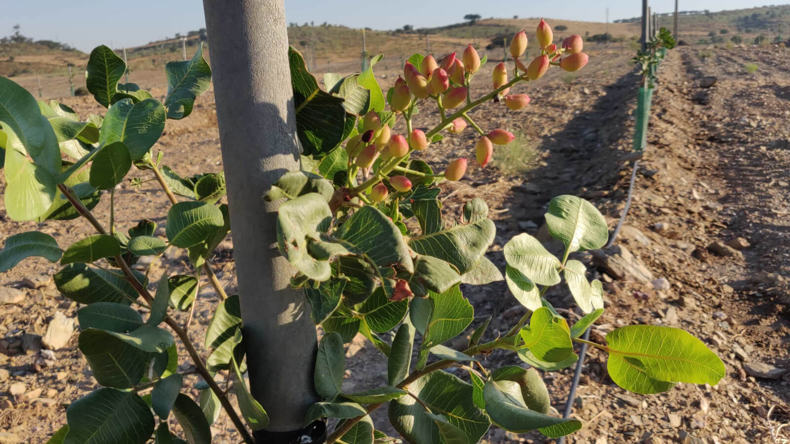 Pistachios