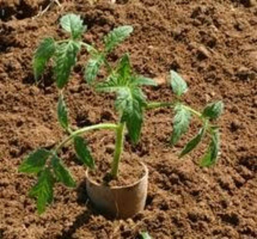 Vaso Fertilpot Plantas